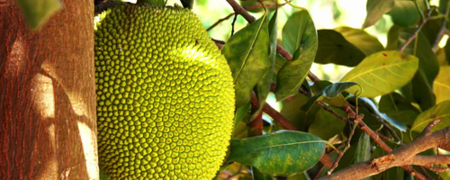 The Benefits of Jackfruit Flour