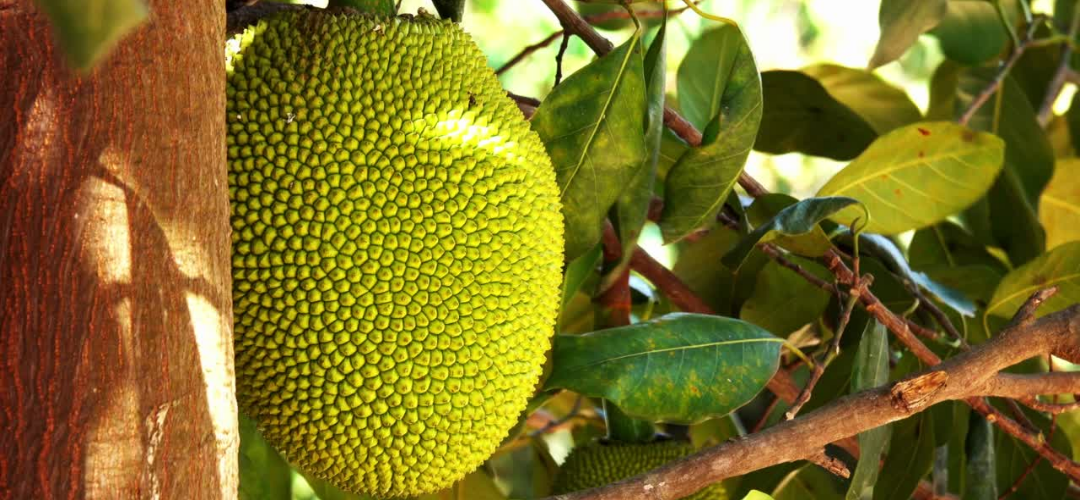 Benefits of Jackfruit Flour